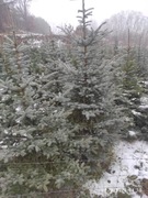 świerk Kaibab i apache .jodła kali. 150-350cm