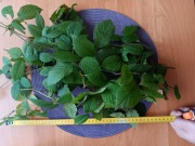 pędy jeżyny 15 sztuk