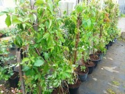 Winobluszcz Parthenocisus Murorum