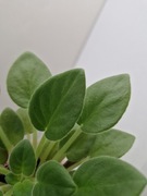 Fiołek afrykański liść Alan's White Feather