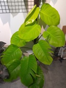 EPIPREMNUM NEON gigant!