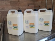 Mleko prosto od krowy simentalskiej