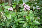 Mięta pieprzowa (Mentha piperita) - 5szt