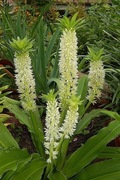 Lilia ananasowa eucomis