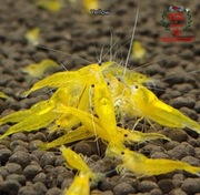 Krewetki Neocaridina Yellow woda kranowa ZAMIANA GRATIS PROMOCJA