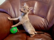 Pinczer miniatura ratlerek suczka