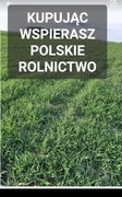 Żyto ozime ziarno zielony  poplon 20 kg POLSKIE ŻYTO