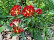 Przelot pospolity czerwony / Anthyllis vulneraria