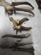 Czaszki parostki gryzaki