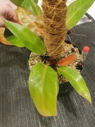 Philodendron Prince Of Orange 