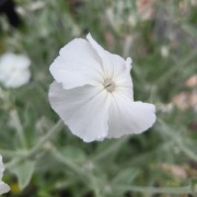 Firletka omszona biała / Silene coronaria Alba