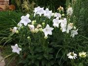 Platycodon grandiflorus rozwar wielkokwiatwowy biały 100 n