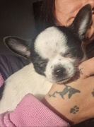 Piesek Chihuahua. Krótkowłosy. Lorens