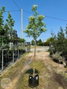 Klon jesionolistny / Acer negundo 'Flamingo' / Obw.8-12cm