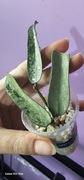 Hoya Pandurata Silver - rarytas. PROMOCJA!!
