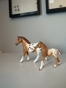 Klacz i źrebie rasy appaloosa