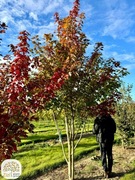 Acer freemanii Autumn Blaze, klon Freemana, wys.200-400cm, wielopniowy