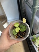 hoya mathilde SPLASH | hoja