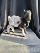 Figurka Rosenthal Koza, Koźlątko Rarytas 