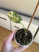Philodendron Bipennifolium Variegata