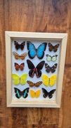 Gablotka motyle Morpho helenor Papilio Prepona i inne na ścianę prezent