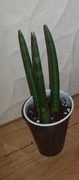 Sansevieria sansewieria Cylindrica