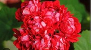 sadzonka pelargonii Norrland Red 