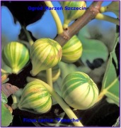 FIGOWIEC POSPOLITY -"Ficus carica L."