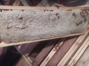 Miód Wielokwiatowy z Klonem 2025