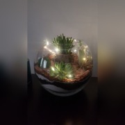 Kompozycja sukulenty w szkle...