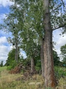 Drzewa do samodzielnego wycięcia