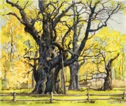 Obraz Akwarela - Rogalin, Dąb Lech