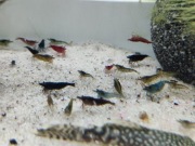 Krewetki Neocaridina poselekcyjne Wysyłka