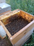 Pszczoły , rodziny pszczele, ule sprzedam 