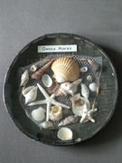 Dekoracja z muszli - Owoce morza