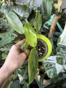 Philodendron jose buono filodendron