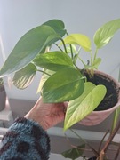 Epipremnum neon i aureum zestaw