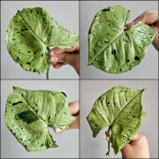 Syngonium Grey Ghost Green Splash duże cięte pędówki 