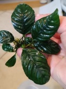 Rarytas Anubias kawowy liście jak ziarno kawy.