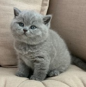 Kot brytyjski niebieski