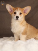 Welsh Corgi Pembroke ZKwP FCI