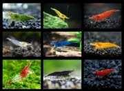 Krewetki 60szt do akwarium (16 odmian barwnych)