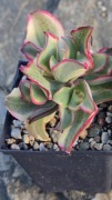 Grubosz Crassula Curly green variegata 
