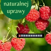 Maliny z naszej uprawy Smart