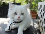 Kocurek Ragdoll Blue