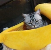 Legowisko bananowe dla kota lub psa, miękkie (68 x 24 x 21 cm)