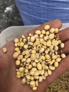 Soja połówki worek 25 kg