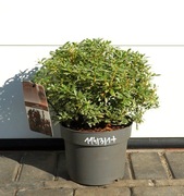 PIERIS JAPOŃSKI LITTLE HEATH * SUPER