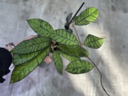 Hoya meredeithii aff meredithii ipps 3576 - duża, rosnąca