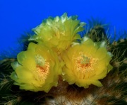 Kaktus Eriocactus/notocactus duży, piękny, piękne kwiaty !!!